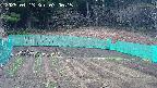 kannonmori-20250413070016.jpg