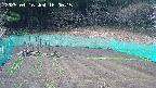 kannonmori-20250416160016.jpg