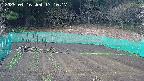 kannonmori-20250416171018.jpg