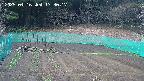 kannonmori-20250416173017.jpg