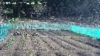 kannonmori-20250417082018.jpg