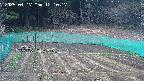 kannonmori-20250417121018.jpg