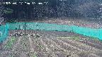 kannonmori-20250417135017.jpg