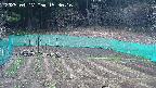 kannonmori-20250417153017.jpg