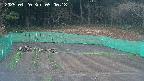 kannonmori-20250420050019.jpg