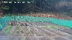 kannonmori-20250420072017.jpg