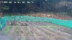 kannonmori-20250420074015.jpg