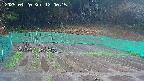 kannonmori-20250420120017.jpg
