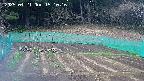 kannonmori-20250421151017.jpg