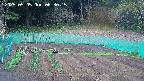 kannonmori-20250505063017.jpg