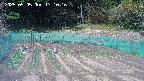 kannonmori-20250505131019.jpg