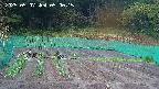 kannonmori-20250507050016.jpg