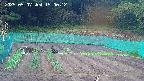 kannonmori-20250507150014.jpg
