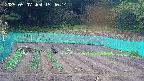 kannonmori-20250507154016.jpg