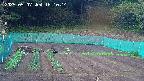 kannonmori-20250507161015.jpg