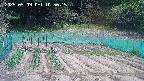 kannonmori-20250509105016.jpg
