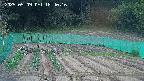 kannonmori-20250509184018.jpg