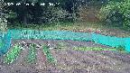 kannonmori-20250510060016.jpg