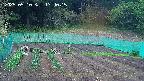 kannonmori-20250510174017.jpg