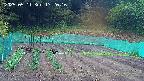 kannonmori-20250511172017.jpg