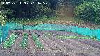 kannonmori-20250512073017.jpg