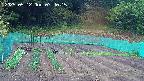 kannonmori-20250512074016.jpg