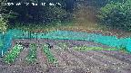 kannonmori-20250512103017.jpg