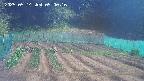 kannonmori-20250514090018.jpg