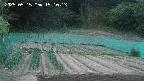 kannonmori-20250515191015.jpg