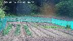 kannonmori-20250516074014.jpg