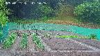 kannonmori-20250517171017.jpg