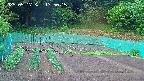 kannonmori-20250517175017.jpg