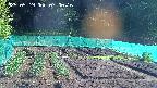 kannonmori-20250519070017.jpg