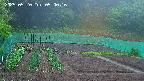 kannonmori-20250520050018.jpg