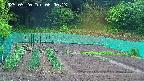 kannonmori-20250520060015.jpg