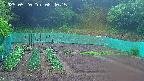 kannonmori-20250520084016.jpg