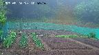 kannonmori-20250520105018.jpg