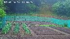 kannonmori-20250520113017.jpg