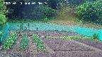 kannonmori-20250521050016.jpg