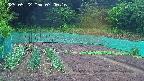 kannonmori-20250522070017.jpg