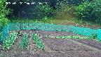 kannonmori-20250522072015.jpg