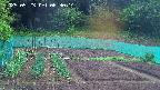 kannonmori-20250523063015.jpg