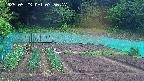 kannonmori-20250523075018.jpg