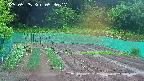 kannonmori-20250525053018.jpg