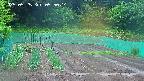 kannonmori-20250525055015.jpg