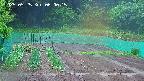 kannonmori-20250525060016.jpg