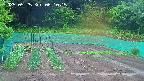 kannonmori-20250525061017.jpg
