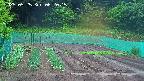 kannonmori-20250525062016.jpg