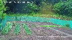 kannonmori-20250525063016.jpg