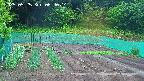 kannonmori-20250525064015.jpg